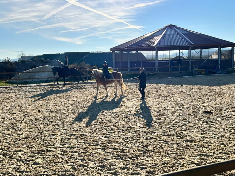 Edelbluthaflinger Mare 4 years 14,1 hh Chestnut-Red in Trebur