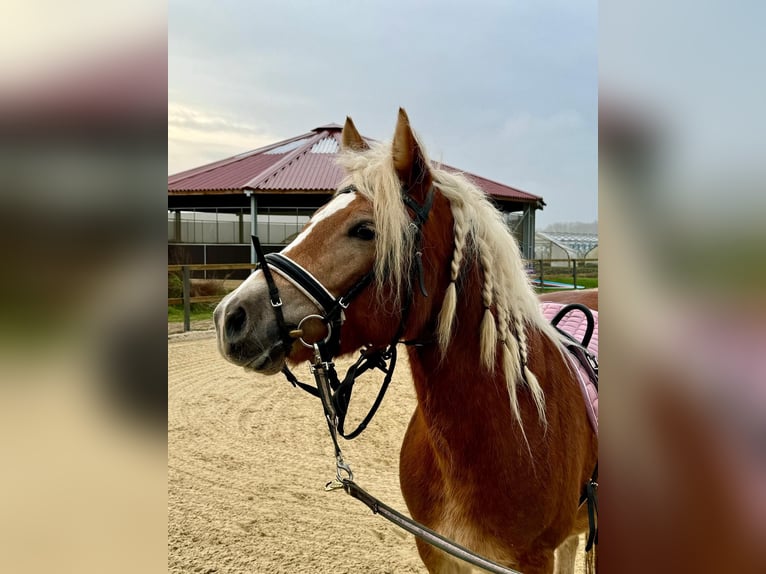 Edelbluthaflinger Mare 4 years 14,1 hh Chestnut-Red in Trebur