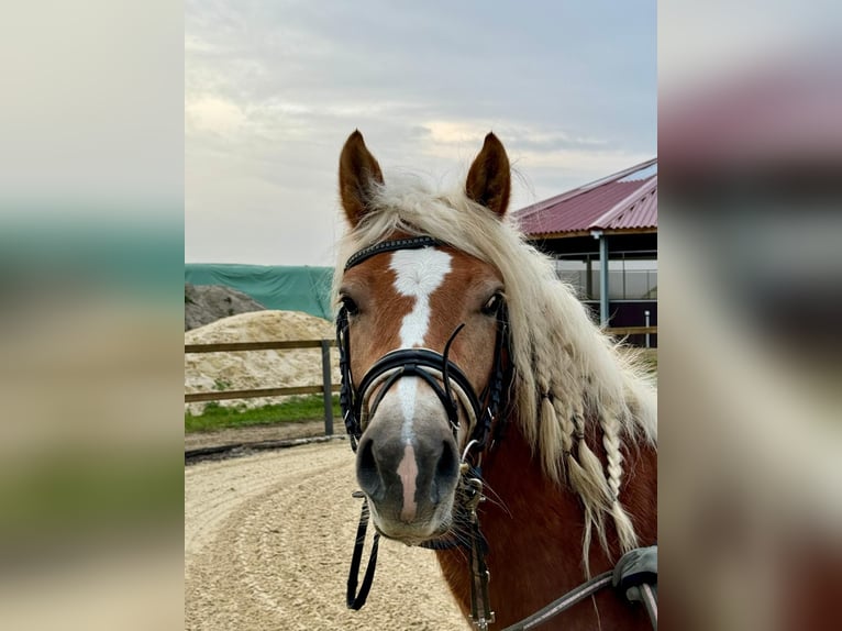 Edelbluthaflinger Mare 4 years 14,1 hh Chestnut-Red in Trebur