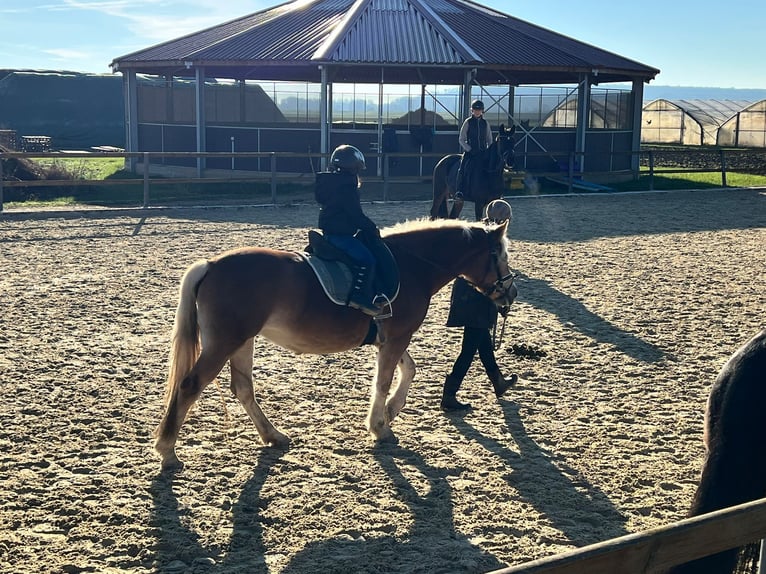 Edelbluthaflinger Mare 4 years 14,1 hh Chestnut-Red in Trebur