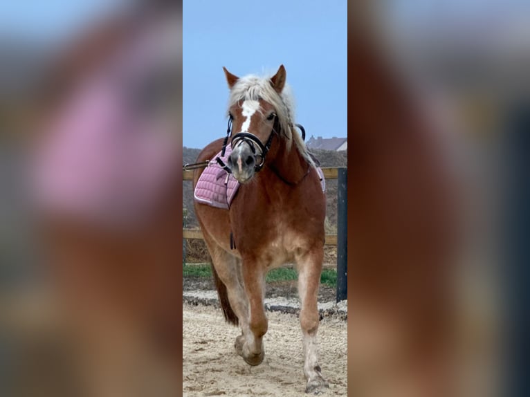 Edelbluthaflinger Mare 4 years 14,1 hh Chestnut-Red in Trebur