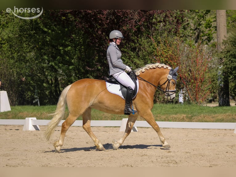 Edelbluthaflinger Mare 4 years 14.2 hh Chestnut-Red in Görlitz