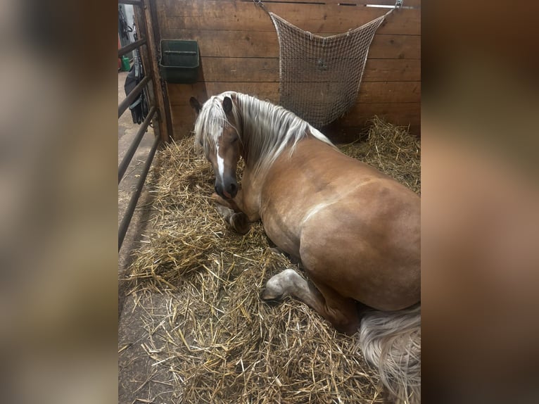 Edelbluthaflinger Mare 4 years 14.2 hh  in Friedberg