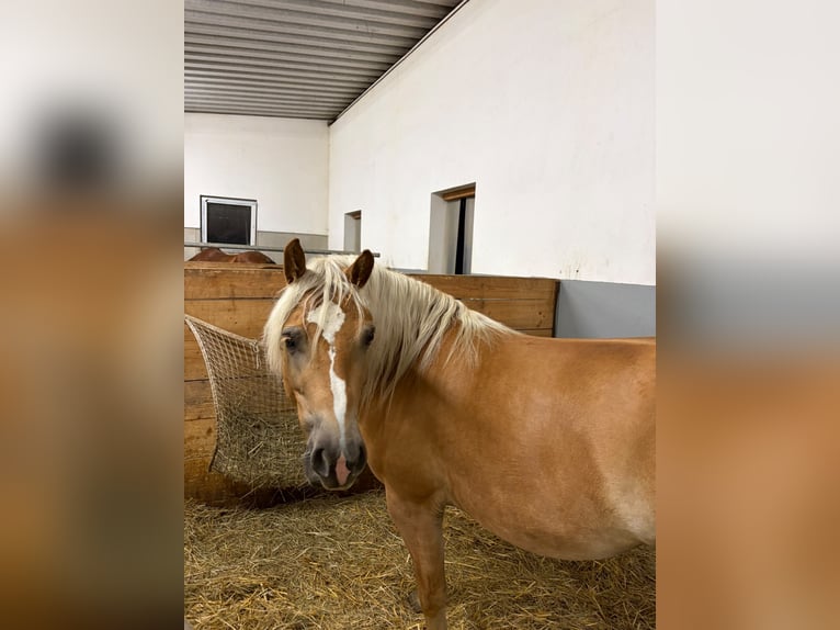 Edelbluthaflinger Mare 4 years 14.2 hh  in Friedberg