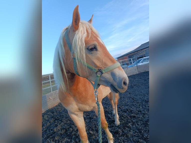 Edelbluthaflinger Mare 4 years 14,1 hh Chestnut-Red in Senden
