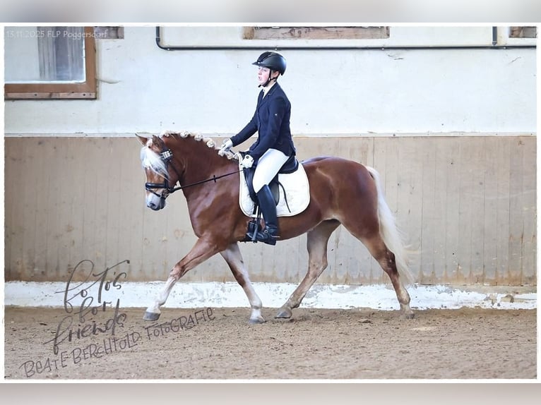 Edelbluthaflinger Mare 4 years 14,1 hh Chestnut-Red in Bayreuth