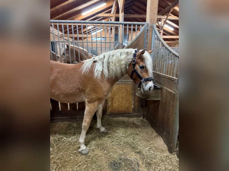 Edelbluthaflinger Mare 4 years 14,2 hh Chestnut-Red in Fischbachau