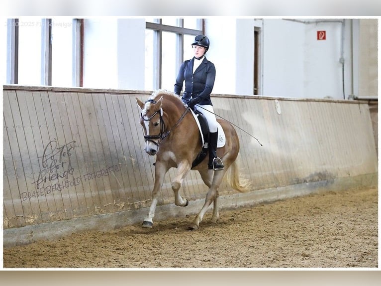 Edelbluthaflinger Mare 4 years 14,2 hh Chestnut-Red in Fischbachau