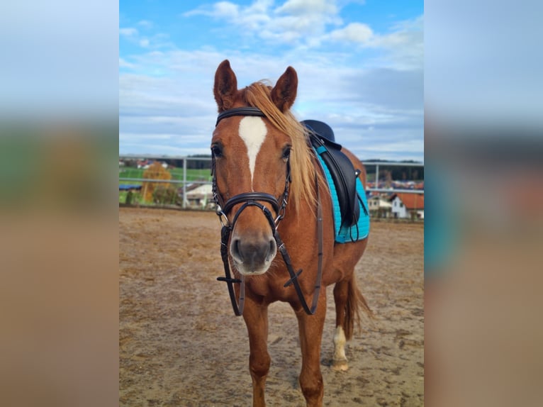 Edelbluthaflinger Mix Mare 4 years 14,2 hh Chestnut-Red in Halblech