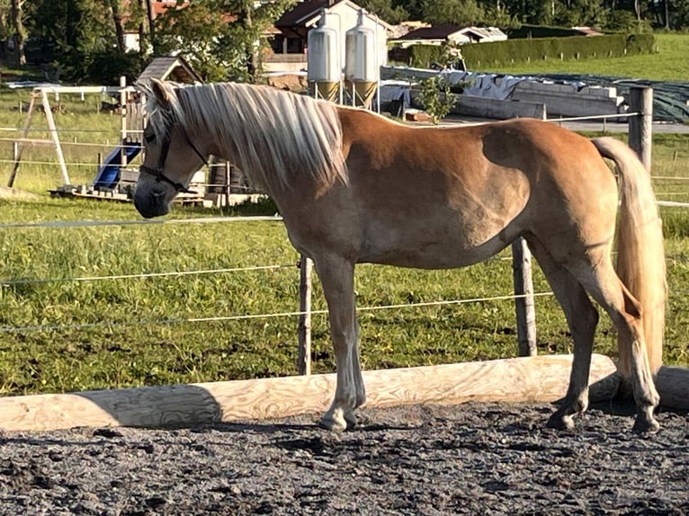 Edelbluthaflinger Mare 4 years 14,2 hh Palomino in Obersöchering
