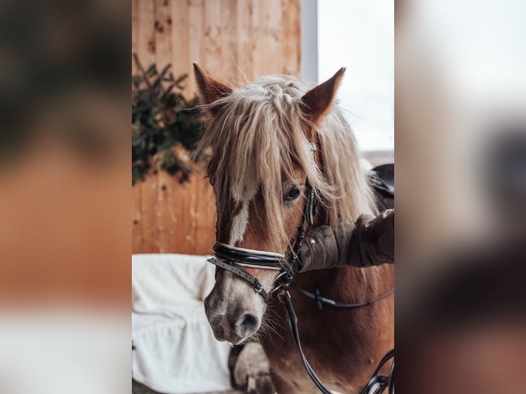 Edelbluthaflinger Mare 5 years 14,1 hh Chestnut-Red in Trebur