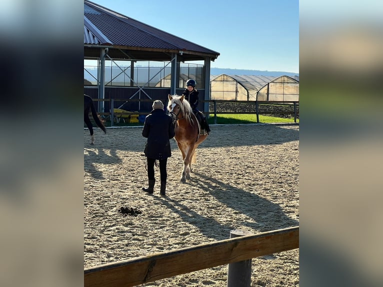 Edelbluthaflinger Mare 5 years 14,1 hh Chestnut-Red in Trebur