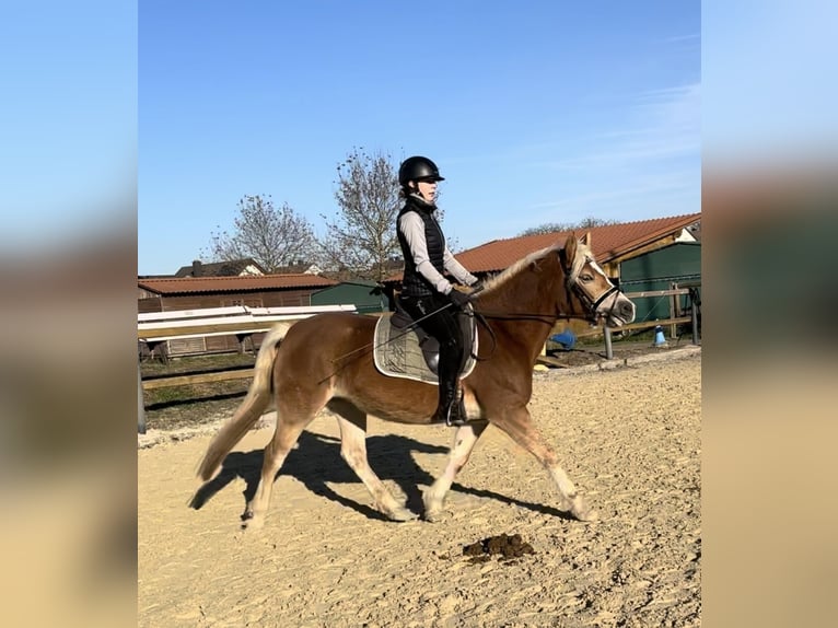 Edelbluthaflinger Mare 5 years 14,1 hh Chestnut-Red in Trebur