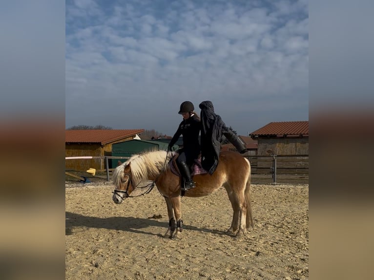 Edelbluthaflinger Mare 5 years 14 hh Chestnut-Red in Trebur