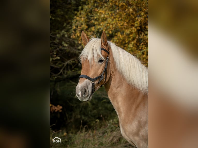 Edelbluthaflinger Mare 5 years 14,1 hh Brown-Light in Moosinning