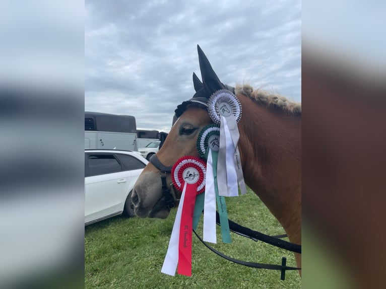 Edelbluthaflinger Mare 5 years 14,1 hh Brown-Light in Moosinning