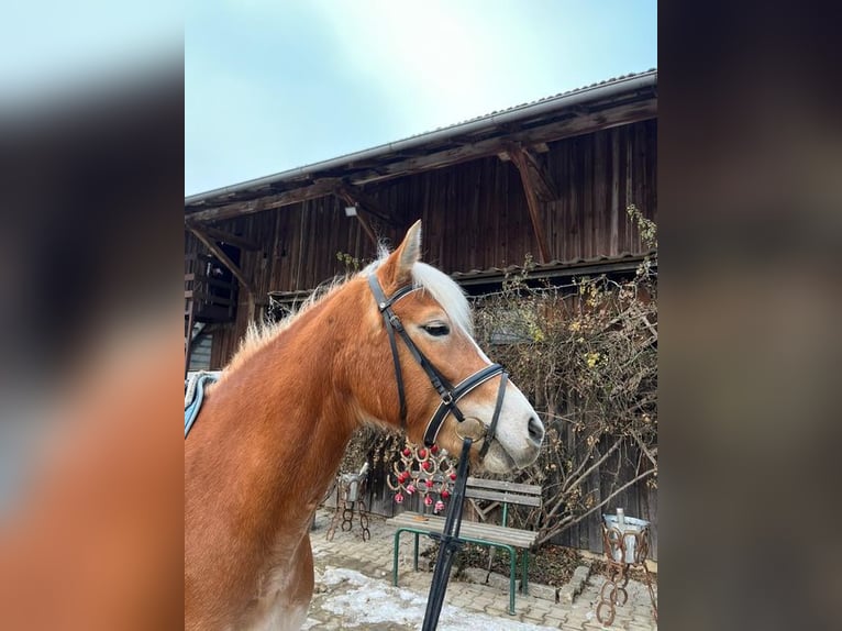 Edelbluthaflinger Mare 5 years 14,1 hh Chestnut-Red in Loiching