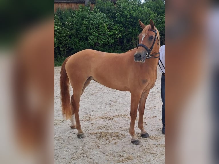Edelbluthaflinger Mare 5 years 14,2 hh Chestnut-Red in Halblech
