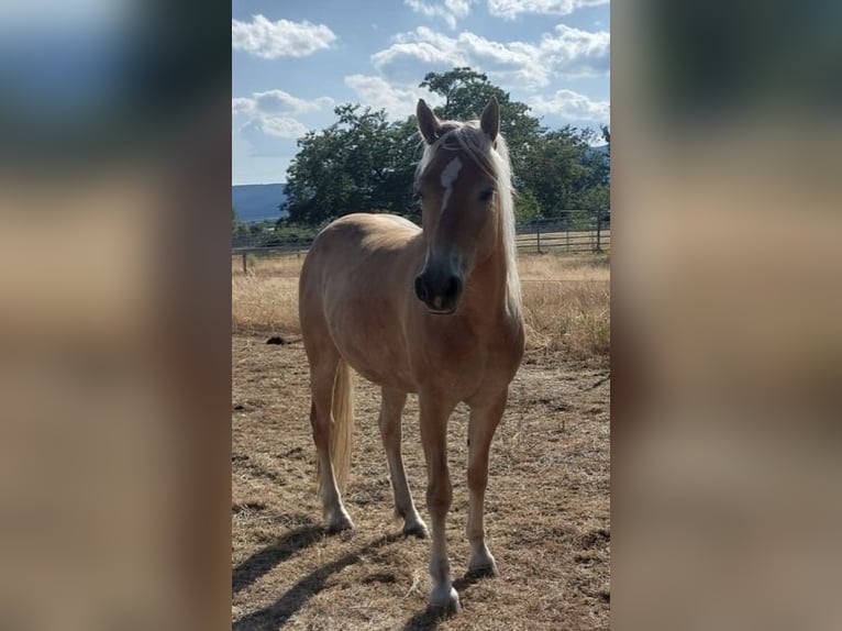 Edelbluthaflinger Mare 5 years 14,2 hh Dun in Neustadt an der Weinstraße