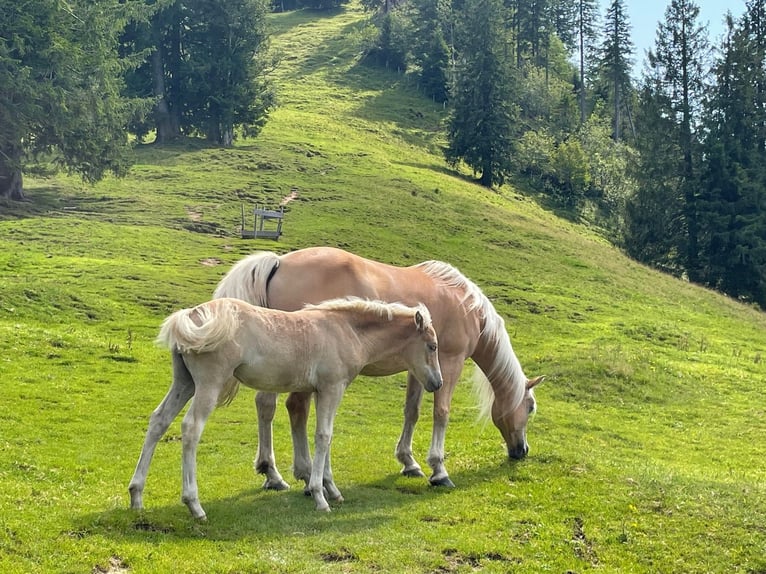 Edelbluthaflinger Mare 5 years 14,2 hh Dun in Neustadt an der Weinstraße