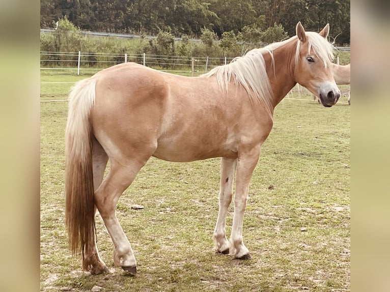 Edelbluthaflinger Mare 5 years 14,2 hh Dun in Neustadt an der Weinstraße