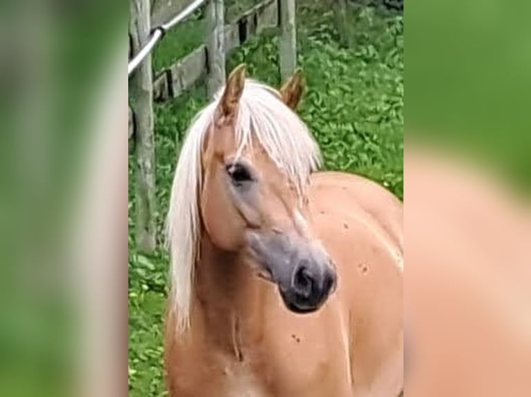 Edelbluthaflinger Mare 5 years 14,3 hh Chestnut-Red in Schwangau
