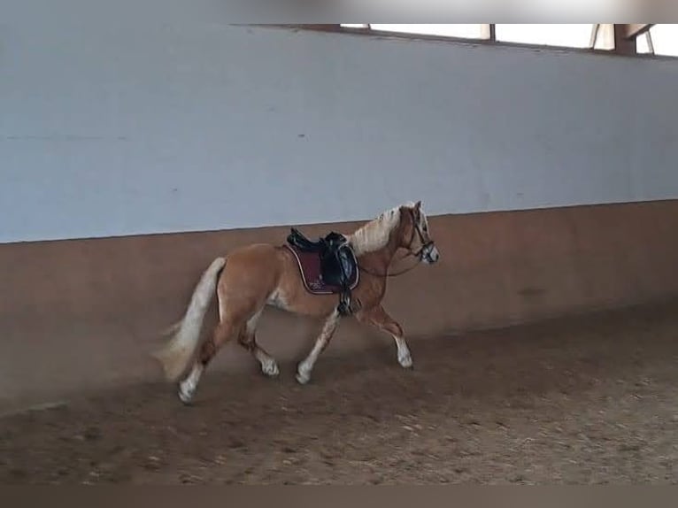 Edelbluthaflinger Mare 5 years 14,3 hh Chestnut-Red in Schwangau