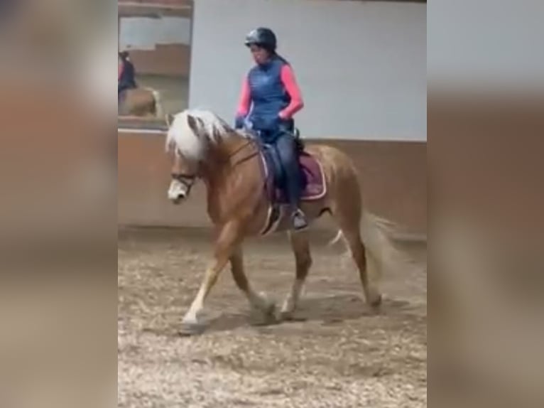 Edelbluthaflinger Mare 5 years 14,3 hh Chestnut-Red in Schwangau