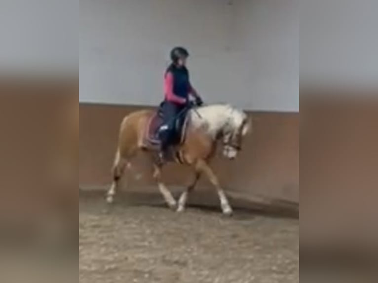 Edelbluthaflinger Mare 5 years 14,3 hh Chestnut-Red in Schwangau