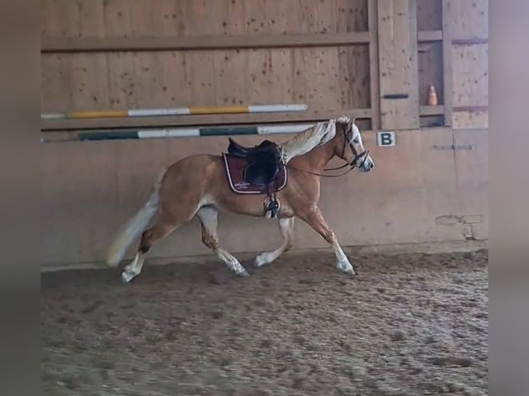 Edelbluthaflinger Mare 5 years 14,3 hh Chestnut-Red in Schwangau