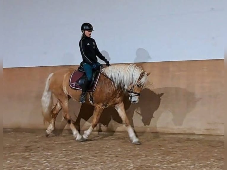 Edelbluthaflinger Mare 5 years 14,3 hh Chestnut-Red in Schwangau