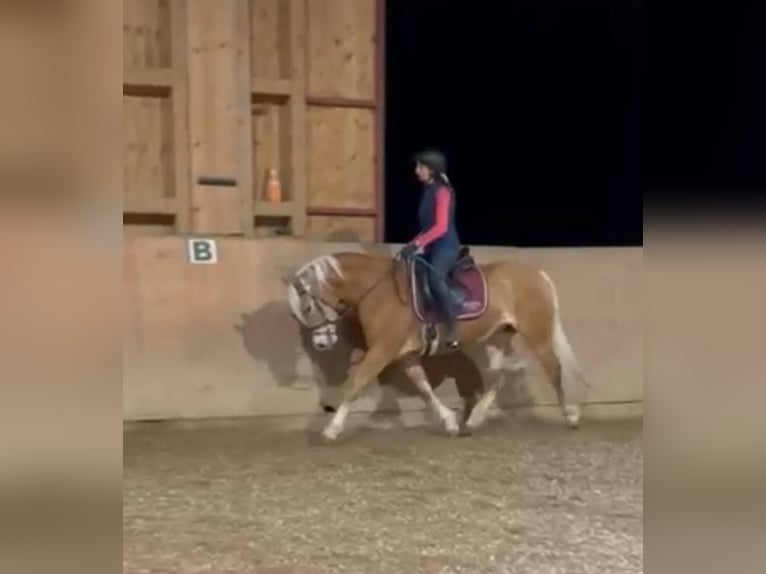 Edelbluthaflinger Mare 5 years 14,3 hh Chestnut-Red in Schwangau