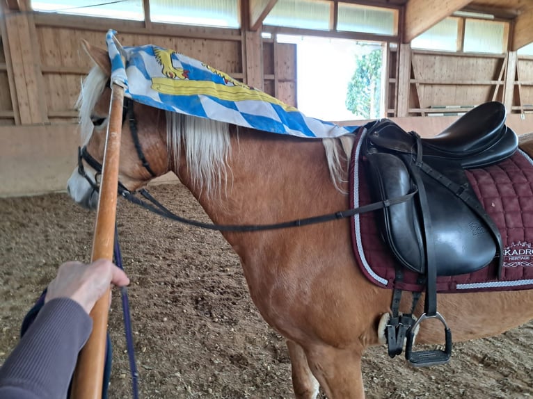 Edelbluthaflinger Mare 5 years 14,3 hh Chestnut-Red in Schwangau