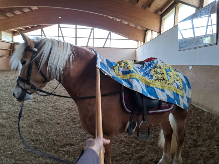 Edelbluthaflinger Mare 5 years 14,3 hh Chestnut-Red in Schwangau