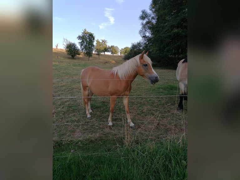 Edelbluthaflinger Mare 6 years 13,2 hh Chestnut-Red in Meißen