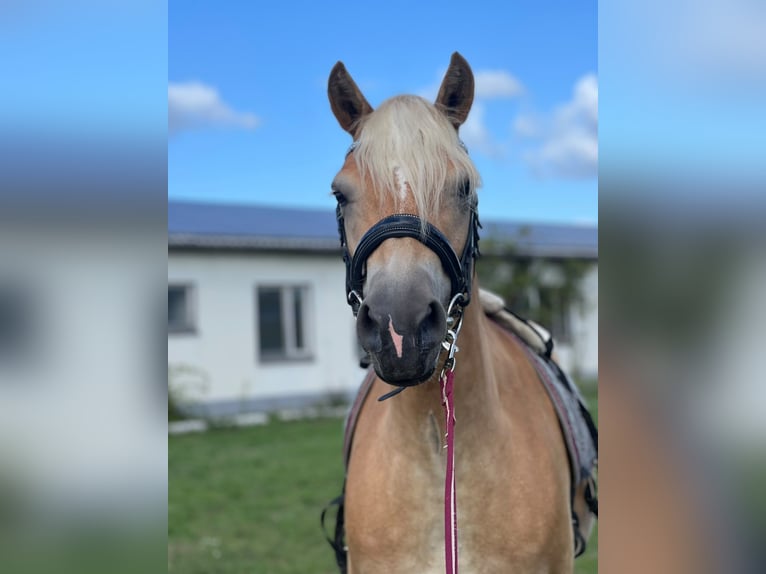 Edelbluthaflinger Mare 6 years 14.1 hh Chestnut-Red in Herzberg