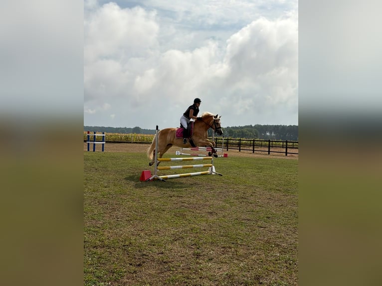 Edelbluthaflinger Mare 6 years 14.1 hh Chestnut-Red in Herzberg