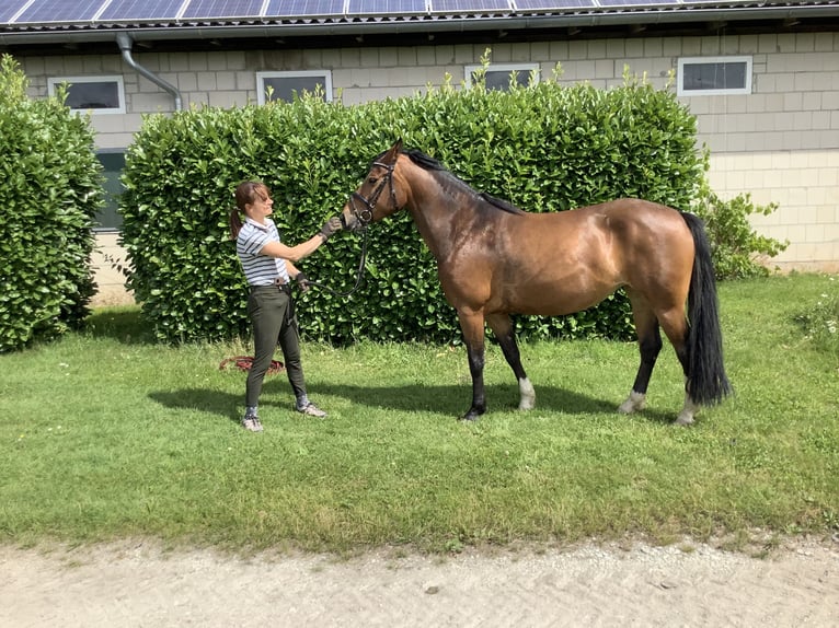 Edelbluthaflinger Mix Mare 6 years 14,2 hh Bay-Dark in Lienen