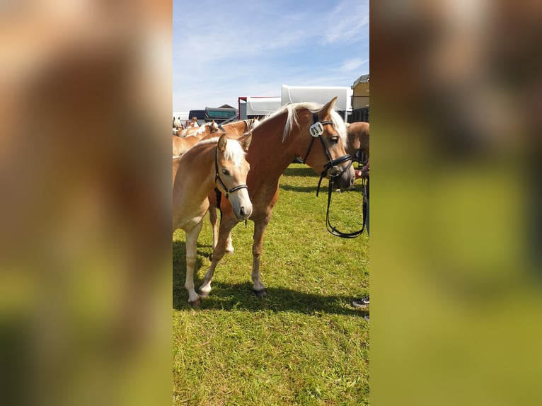 Edelbluthaflinger Mare 6 years 14 hh Chestnut-Red in Chieming