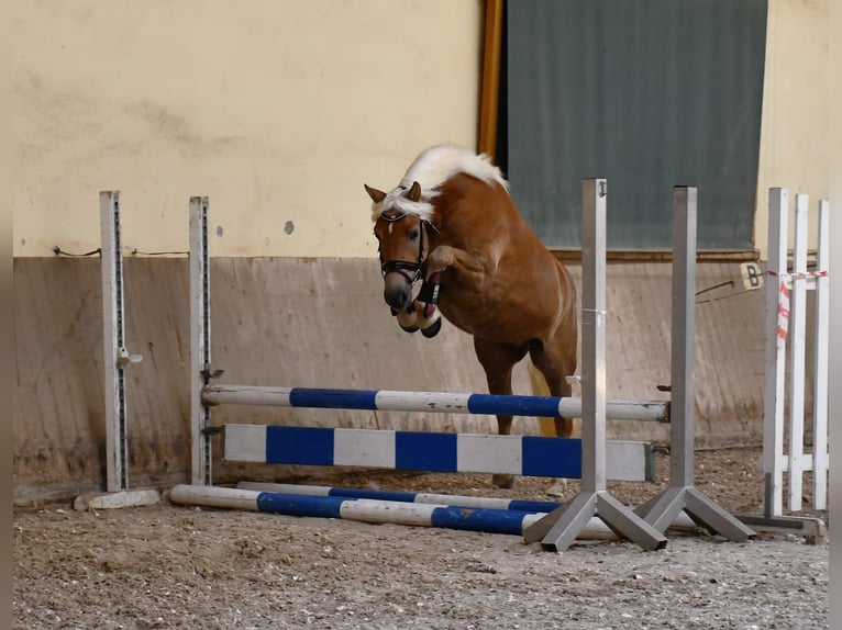 Edelbluthaflinger Mare 6 years 14 hh Chestnut-Red in Chieming