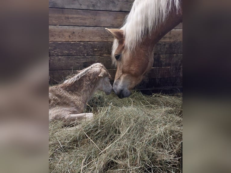 Edelbluthaflinger Mare 6 years 14 hh Chestnut-Red in Chieming