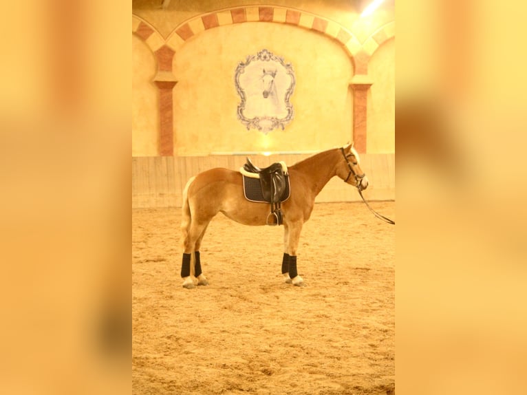 Edelbluthaflinger Mare 6 years 14 hh Chestnut-Red in Chieming