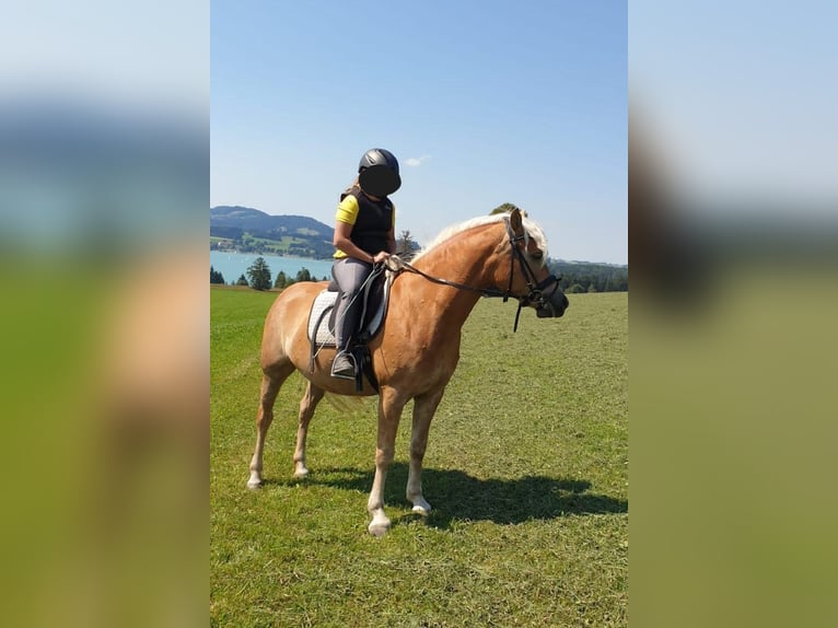 Edelbluthaflinger Mare 6 years 14 hh Chestnut-Red in Chieming