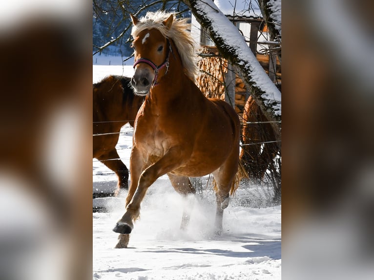 Edelbluthaflinger Mare 6 years 14 hh Chestnut-Red in Chieming