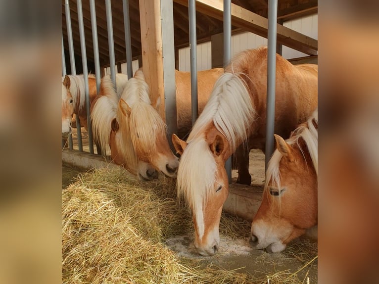 Edelbluthaflinger Mare 6 years 14,2 hh Brown-Light in Bidingen