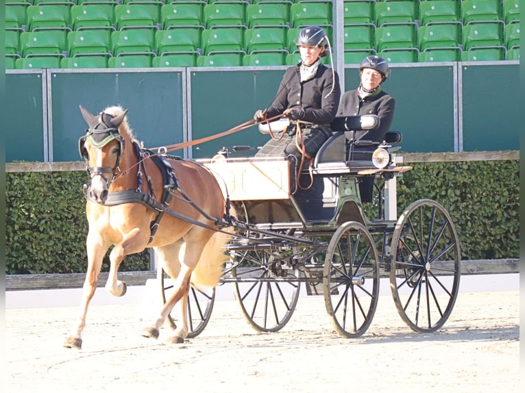 Edelbluthaflinger Mare 6 years 14,2 hh Chestnut-Red in Bayreuth