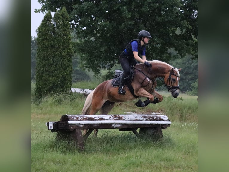 Edelbluthaflinger Mare 6 years 14,2 hh Chestnut-Red in Bayreuth