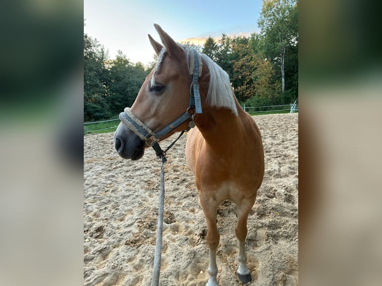Edelbluthaflinger Mare 6 years 14,2 hh Chestnut-Red in Struvenh&#xFC;tten