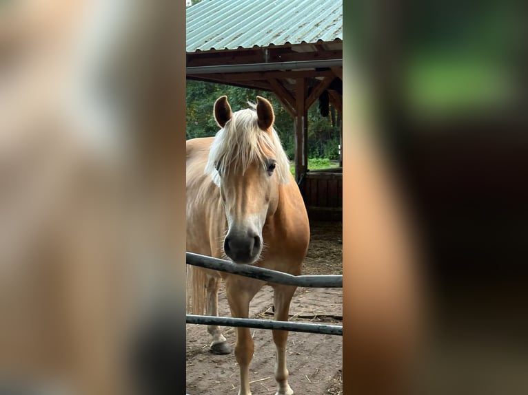 Edelbluthaflinger Mare 6 years 14,2 hh Chestnut-Red in Struvenh&#xFC;tten