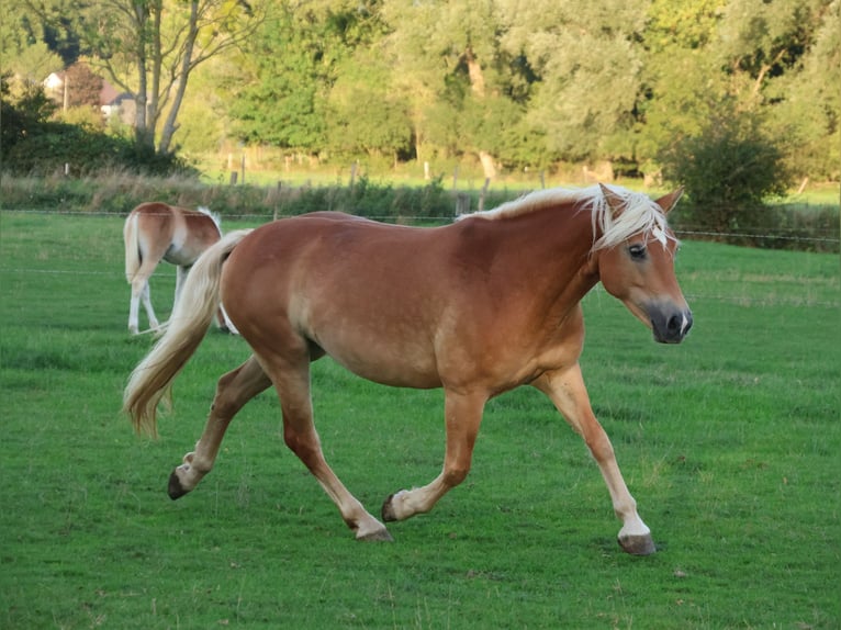 Edelbluthaflinger Mare 7 years 14.1 hh Chestnut-Red in Hamm